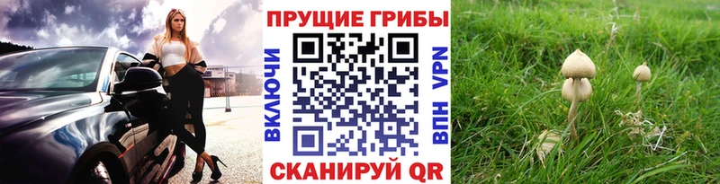 Галлюциногенные грибы ЛСД  Новохопёрск 